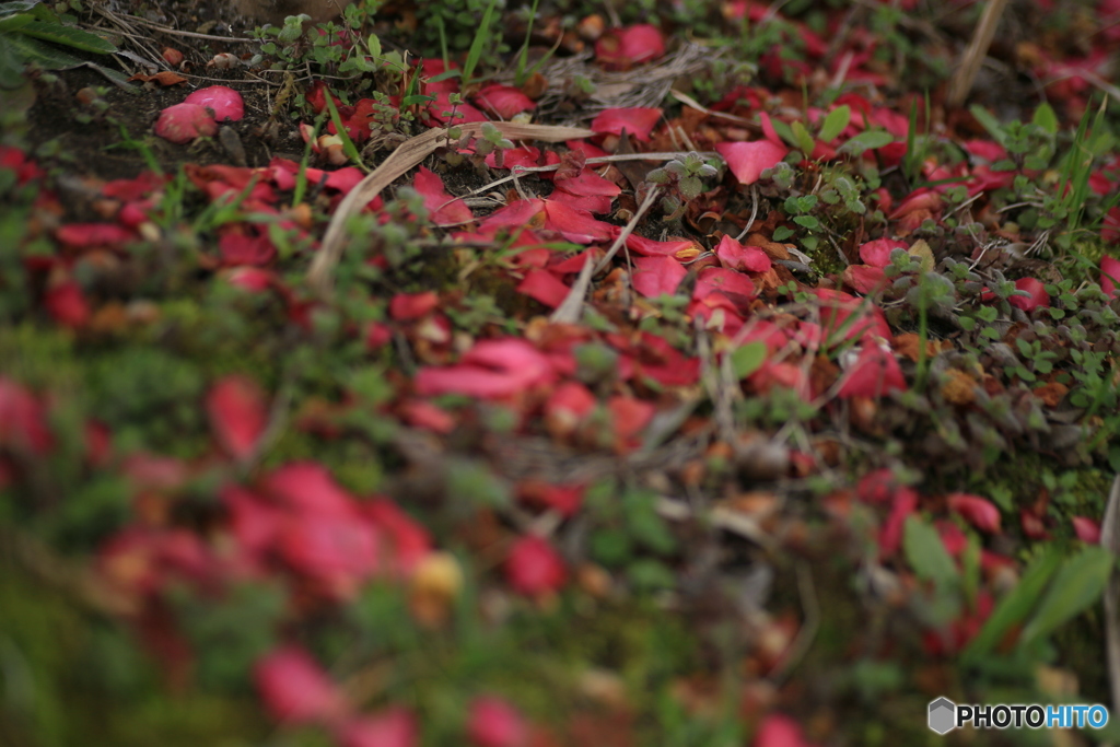 撮って出し(2024-03-31_10-04)-(Canon EOS 6D-90