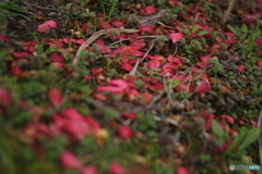 撮って出し(2024-03-31_10-04)-(Canon EOS 6D-90