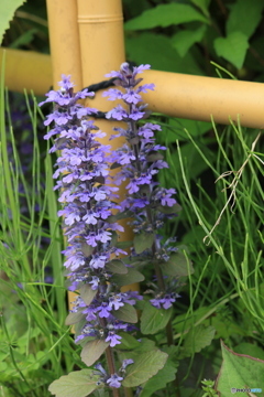 撮って出し(2024-05-12_09-37)-(Canon EOS 60D-1