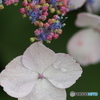 撮って出し-E-M5-0.0-23_06_23-11