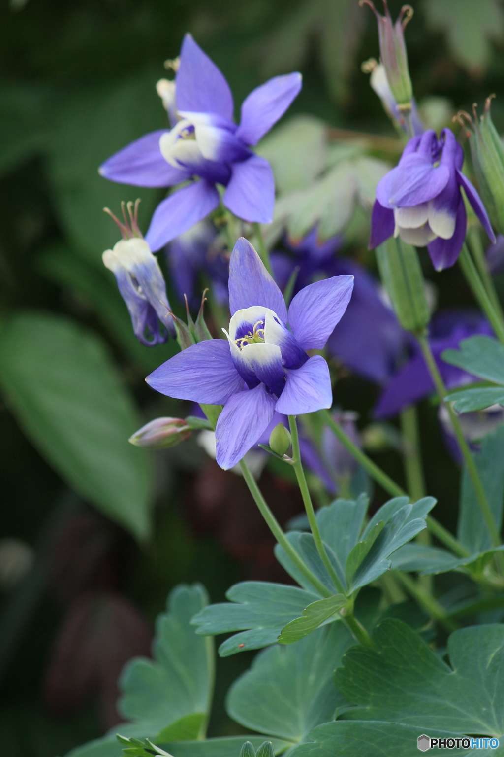 撮って出し(2024-05-12_10-15)-(Canon EOS 60D-1