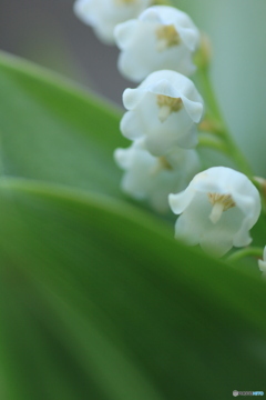 撮って出し-Canon EOS 60D-90.0-23_05_12-10