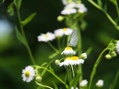 撮って出し(2024-06-19_10-58)-(E-M5-150(OLYMPU