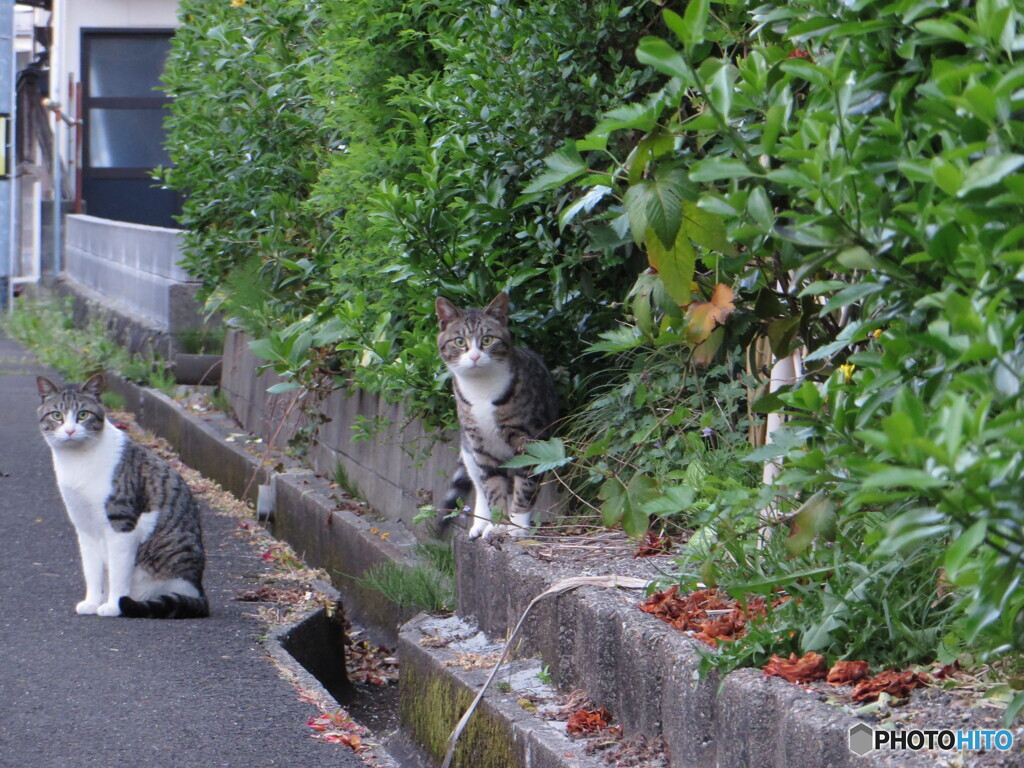 撮って出し(2024-04-27_18-35)-(Canon PowerShot