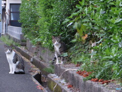 撮って出し(2024-04-27_18-35)-(Canon PowerShot