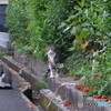 撮って出し(2024-04-27_18-35)-(Canon PowerShot