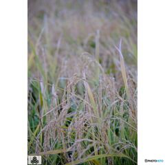 撮って出し(2023-10-12_15-40)-50--X-E1