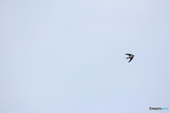 撮って出し(2025-04-18_09-14)-(Canon EOS 60D-2