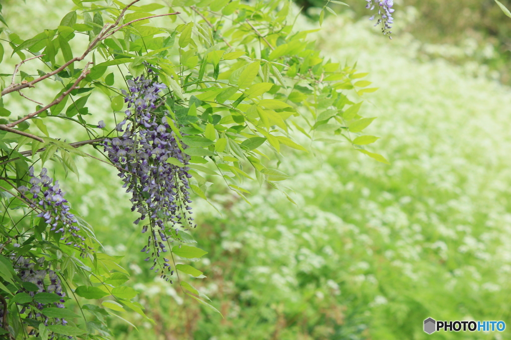 撮って出し(2024-05-12_09-53)-(Canon EOS 60D-1