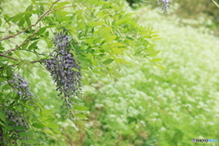 撮って出し(2024-05-12_09-53)-(Canon EOS 60D-1