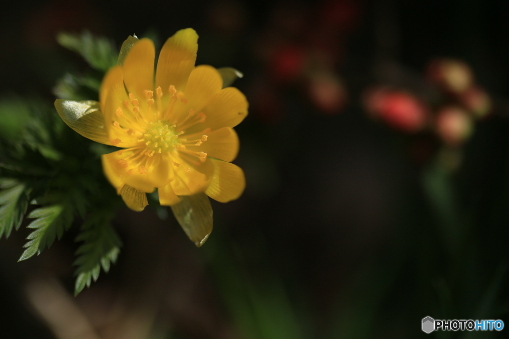 撮って出し(2024-03-31_10-18)-(Canon EOS 6D-90