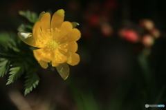 撮って出し(2024-03-31_10-18)-(Canon EOS 6D-90