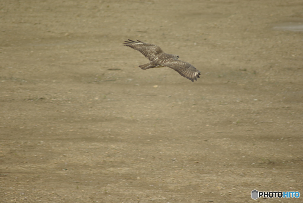 撮って出し(2025-04-26_10-48)-(PENTAX K10D-300