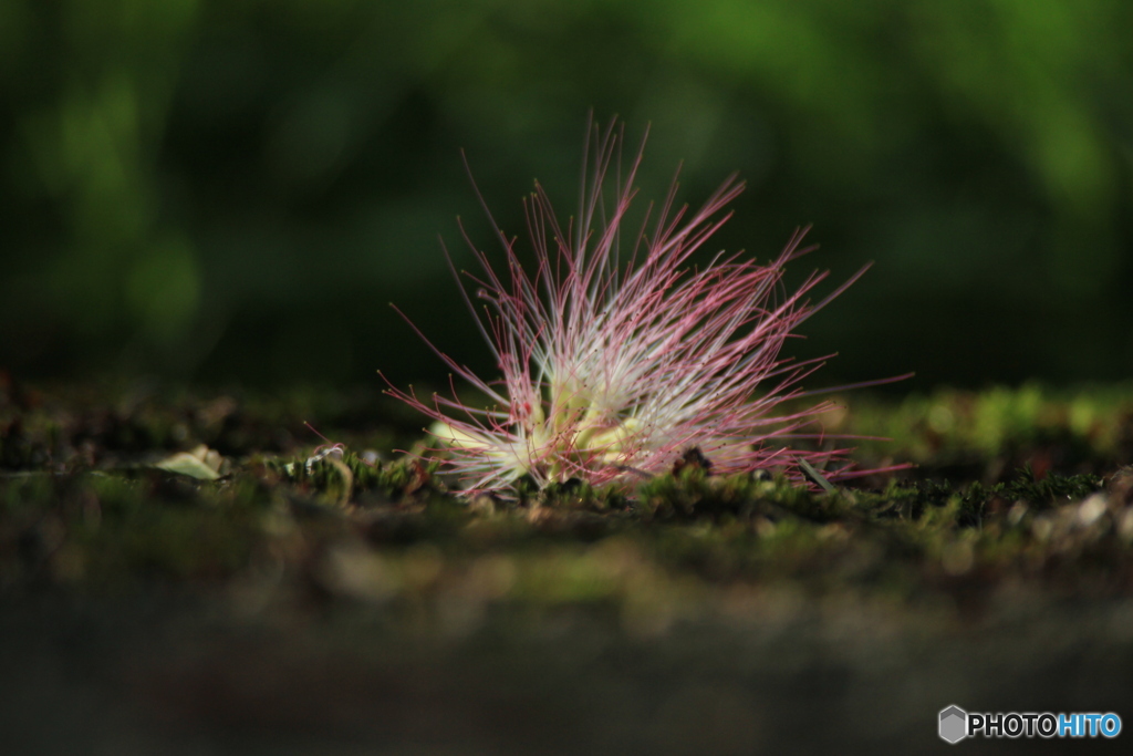 撮って出し(2025-07-08_07-02)-(Canon EOS 60D-3
