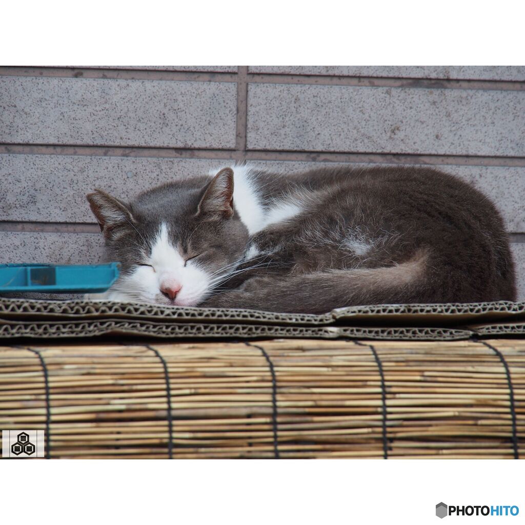 撮って出し(2023-11-06_13-05)-150-OLYMPUS M.14