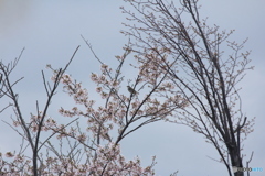 撮って出し(2025-04-19_08-08)-(Canon EOS 60D-2