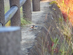 撮って出し(2024-06-08_05-01)-(Canon PowerShot