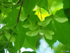 撮って出し(2024-05-26_09-55)-(E-M5-150(OLYMPU