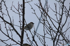 撮って出し(2025-01-13_10-13)-(Canon EOS 60D-2