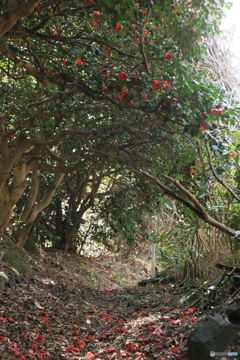 撮って出し(2024-04-12_13-57)-(Canon EOS 6D-90