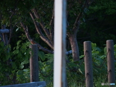 撮って出し(2024-05-15_04-12)-(E-M5-150(OLYMPU