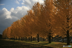 撮って出し(2024-11-07_14-17)-(Canon EOS 5D-80