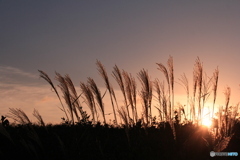 撮って出し-Canon EOS 60D-50.0-22_09_14-0