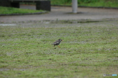 撮って出し(2025-05-11_10-11)-(Canon EOS 60D-2