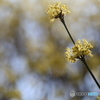 撮って出し(2025-04-07_12-05)-(Canon EOS 6D-90