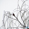 撮って出し(2024-03-29_16-38)-(Canon PowerShot