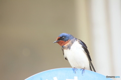 撮って出し(2025-04-18_09-33)-(Canon EOS 60D-2
