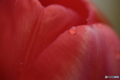 撮って出し(2024-04-17_09-12)-(Canon EOS 6D-90