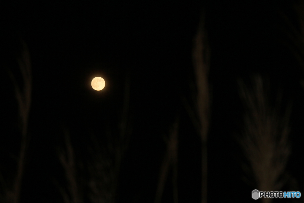 撮って出し(2025-11-05_17-05)-(Canon EOS 60D-1