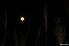 撮って出し(2025-11-05_17-05)-(Canon EOS 60D-1