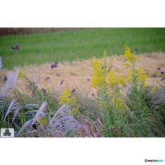 撮って出し(2023-10-12_15-29)-50--X-E1_2