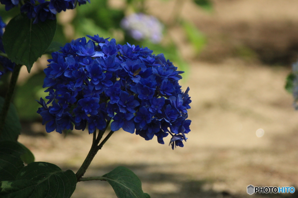 撮って出し(2025-06-30_13-20)-(Canon EOS 60D-1