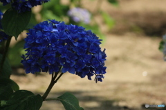 撮って出し(2025-06-30_13-20)-(Canon EOS 60D-1