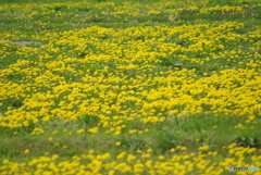 撮って出し(2025-04-26_10-53)-(PENTAX K10D-300