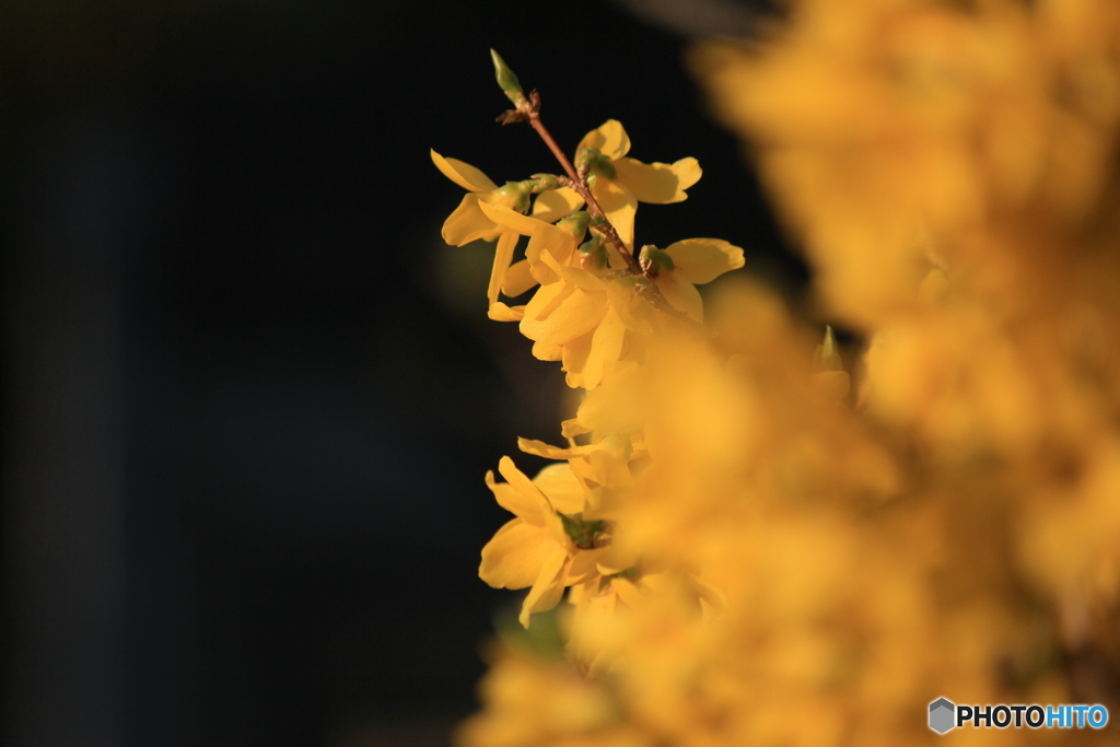 撮って出し-Canon EOS 60D-250.0-41_04_03-0