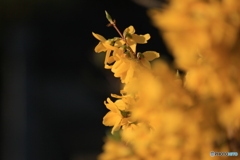 撮って出し-Canon EOS 60D-250.0-41_04_03-0