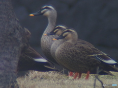 撮って出し(2025-03-02_11-01)-(E-M5-0())