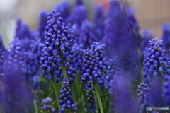 撮って出し-Canon EOS 60D-200.0-41_04_18-1