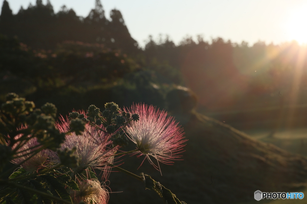 撮って出し(2025-07-11_05-07)-(Canon EOS 6D-90