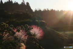 撮って出し(2025-07-11_05-07)-(Canon EOS 6D-90