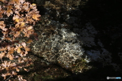 撮って出し(2025-11-04_10-08)-(Canon EOS 6D-13