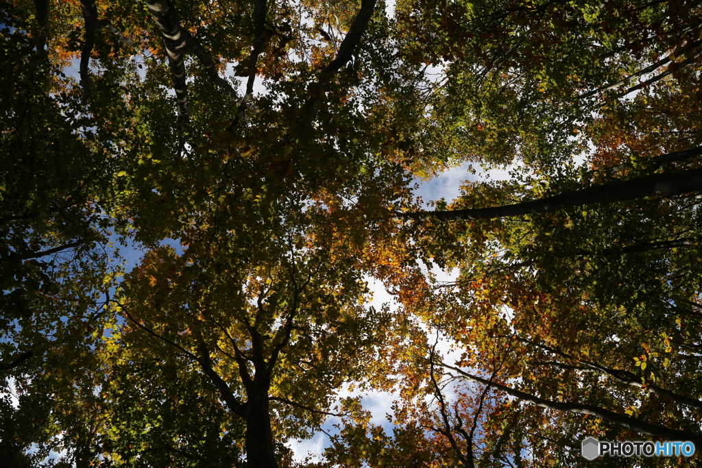 撮って出し(2025-10-27_09-36)-(Canon EOS 6D-28