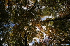 撮って出し(2025-10-27_09-36)-(Canon EOS 6D-28