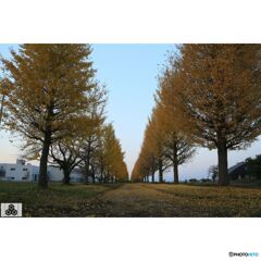 撮って出し(2023-11-03_16-26)-28-EF28-135mm f-