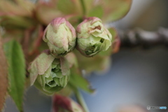 撮って出し(2025-04-30_14-17)-(Canon EOS 60D-9