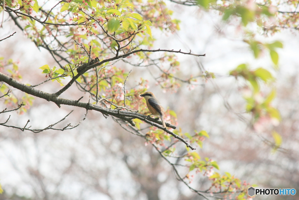 撮って出し(2025-04-27_07-26)-(Canon EOS 60D-2